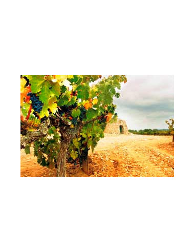 Augustus Chardonnay Fermentado en Barrica, 23