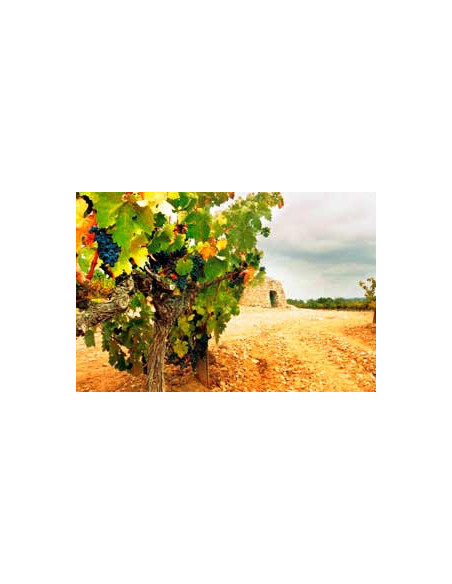 Augustus Chardonnay Fermentado en Barrica, 23