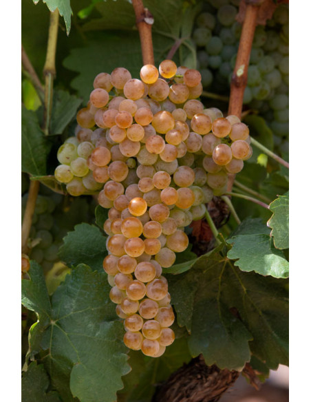 Casajús Blanco de Albillo Mayor, 19