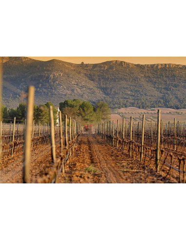 Enrique Mendoza Chardonnay Fermentado en Barrica, 21