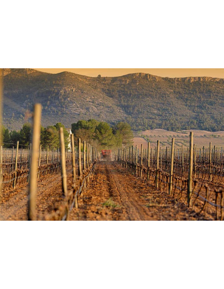 Enrique Mendoza Chardonnay Fermentado en Barrica, 21