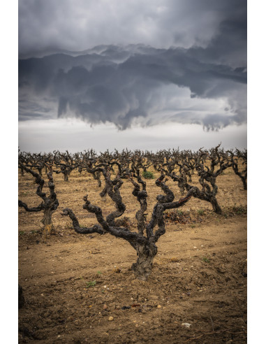 Celler Kripta Gran Reserva