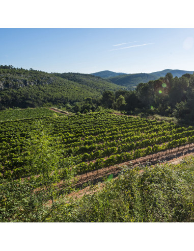 Celler Kripta Gran Reserva