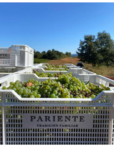 Viognier de Prieto Pariente, 19