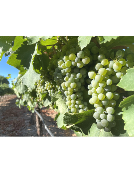 Viognier de Prieto Pariente, 19