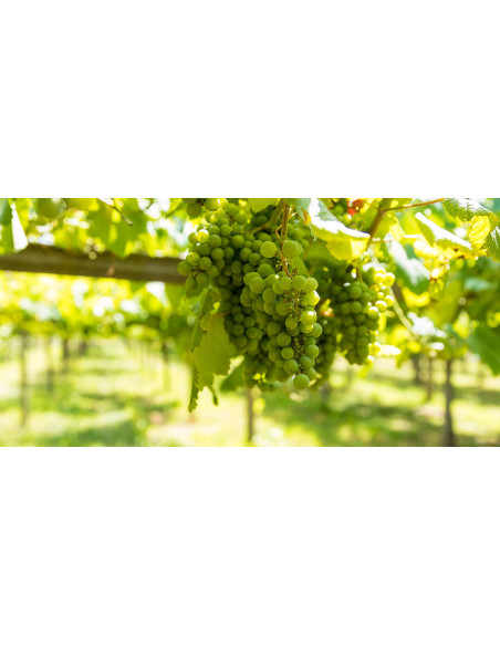 Santiago Roma Selección , 23