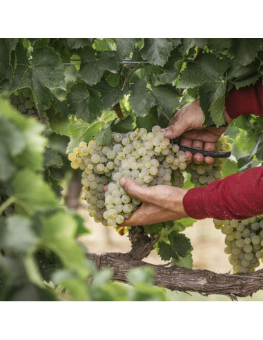 Viñas del Vero Clarión, 20