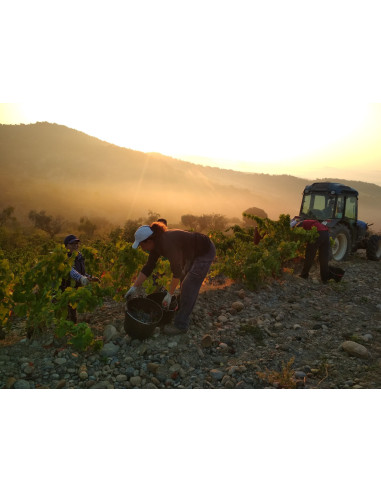 Viñas del Vero Clarión, 20