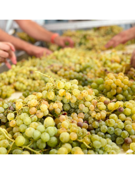 Fino Eléctrico Bombilla