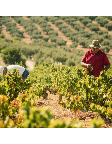 Fino Eléctrico Bombilla