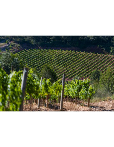 Celler Kripta Icónic Gran Reserva