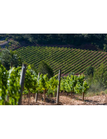 Celler Kripta Icónic Gran Reserva