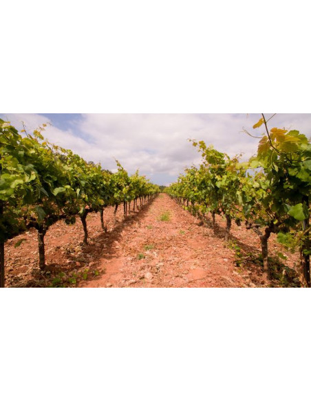 Celler Kripta Icónic Gran Reserva