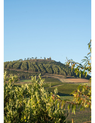 Aceite de Oliva Virgen Extra Arbequina · Nekeas · 500 ml